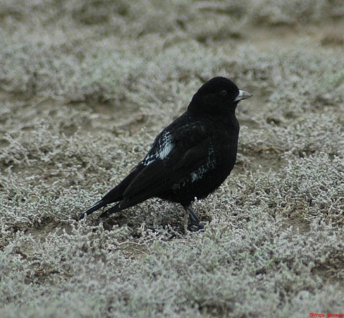 ׸���� ���������